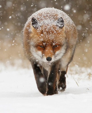 Illustration for article titled This red fox will make you feel the true power of cuteness